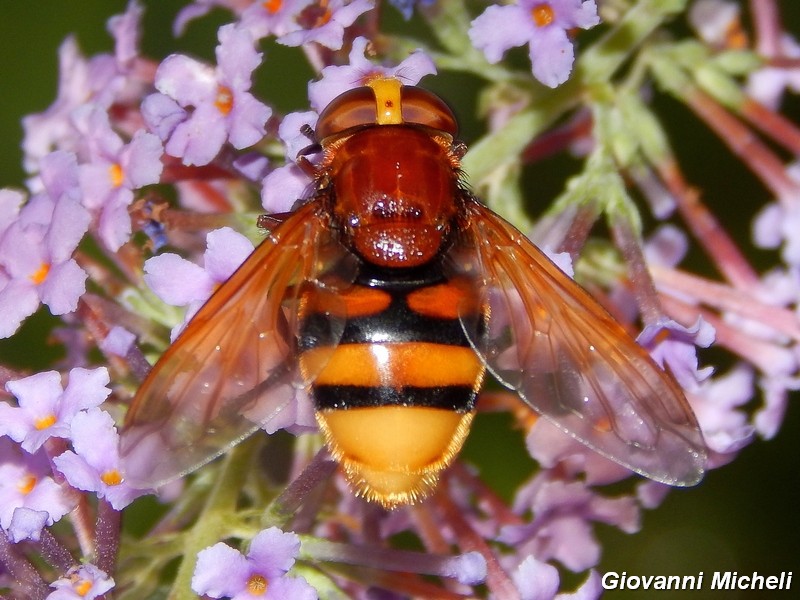 Volucella zonaria ?
